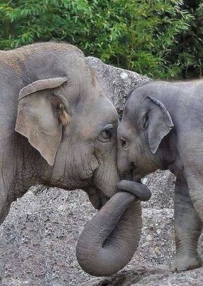 Elephant Hug.jpg